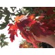 Arbol Maple Rojo