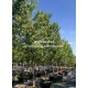 Arbol Maple Rojo