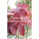 Arbol Maple Rojo