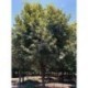 Arbol Encino Roble