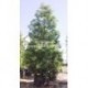 Arbol Japan Yew