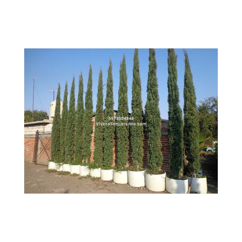 Arbol Ciprés Italiano